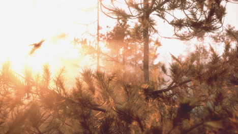 sunset rays through pine branches