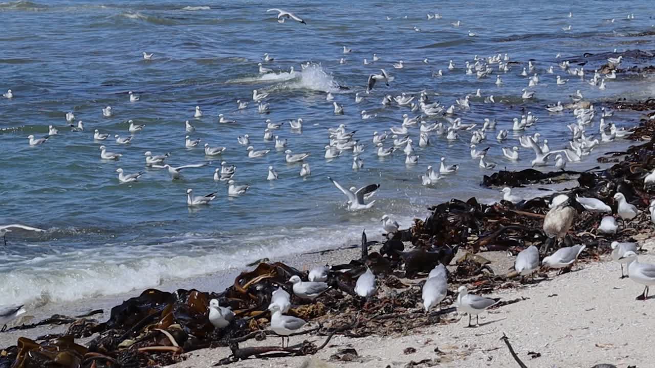 바람 부는 해안의 날에 파도에서 놀고 있는 갈매기들