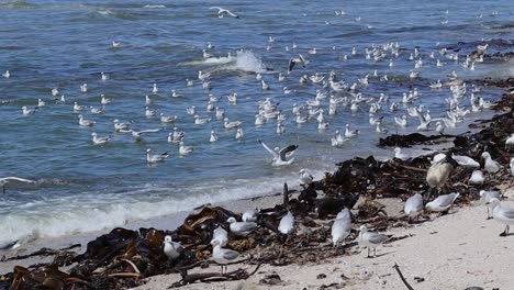 Gaviotas-Jugando-En-Las-Olas-En-Un-Día-Costero-Ventoso