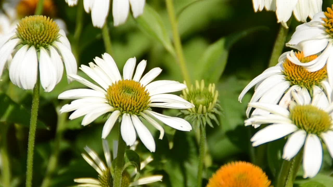 Fiore