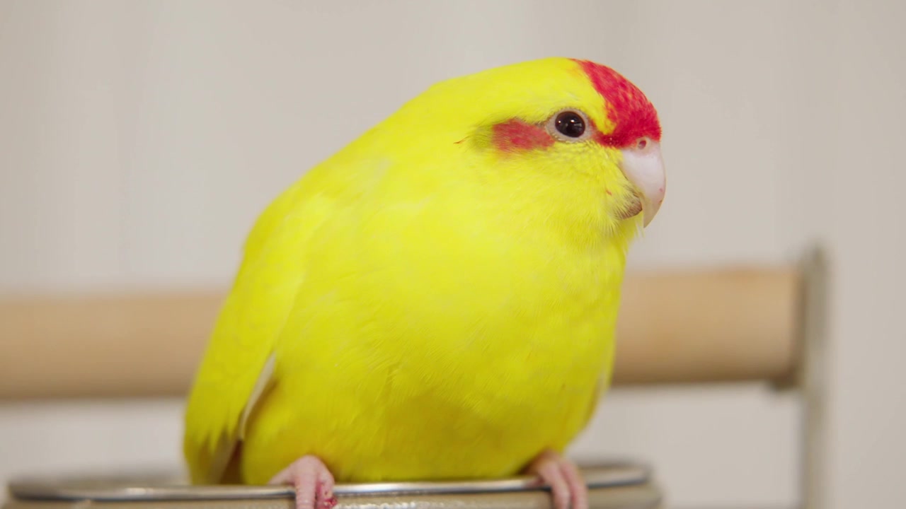 Kakariki amarillo sentado en el borde de su cuenco.