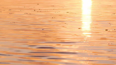 golden sunrise reflects across rippling water surface with small floating debris