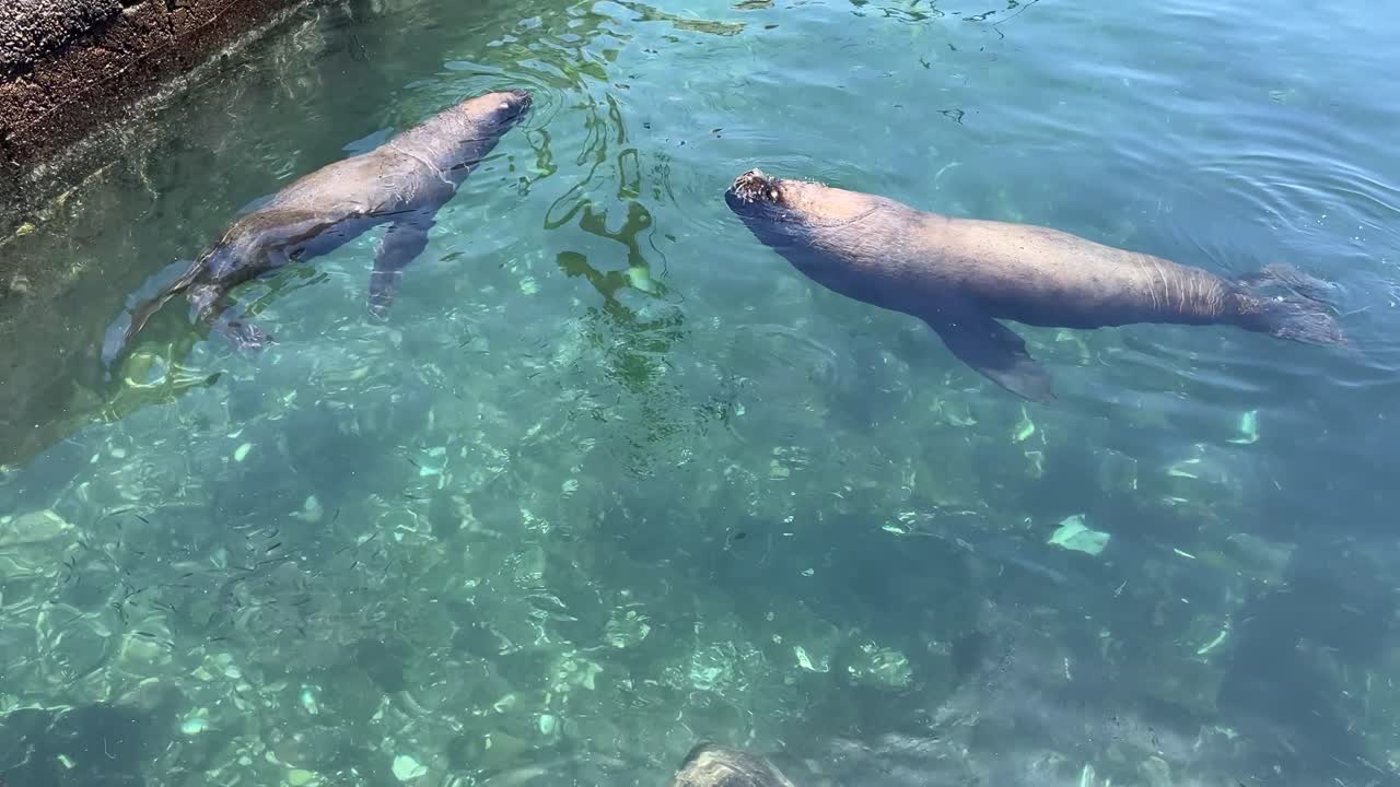 Iquique playa brava chile tarapaca cavancha day beach cityrocks sea lions