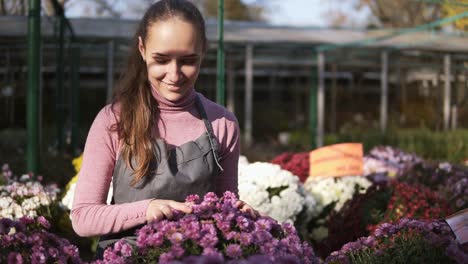 young woman in the greenhouse with flowers checks a pot of chrysanthemum. attractive smiling female florist in apron examining and arranging flowerpots with chrysanthemum on the shelf