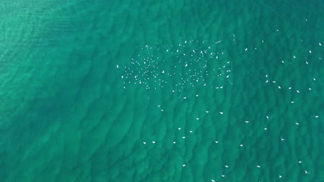 Ein-Großer-Schwarm-Seevögel-Schwärmt-Von-Einem-Fischschwarm,-Der-Auf-Der-Meeresoberfläche-Schwimmt