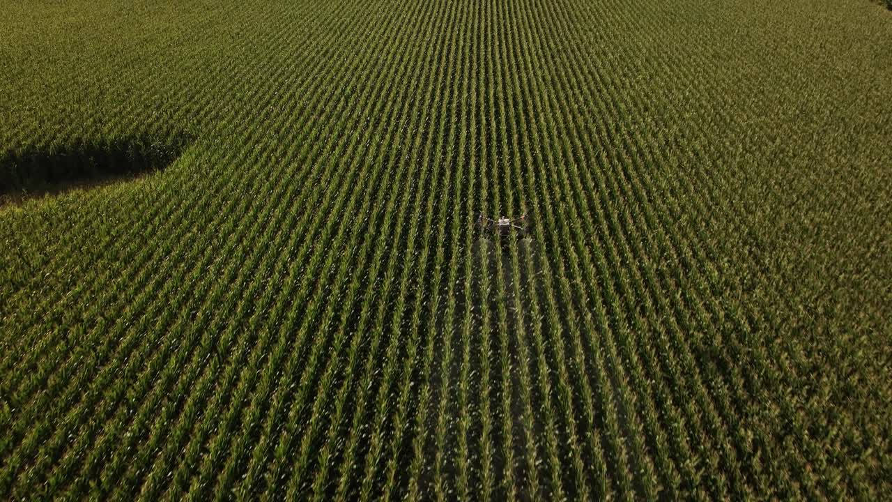 drones agrícolas rociando productos químicos en un campo de maíz en iowa en el verano