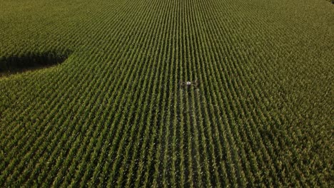 AG-Drohne-Versprüht-Im-Sommer-Chemikalien-Auf-Einem-Maisfeld-In-Iowa