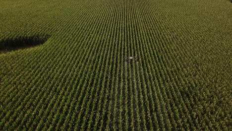 ag drone spraying chemicals on a corn field in iowa in the summer