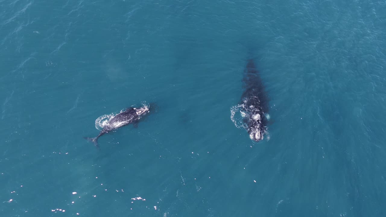 아기 고래는 숨을 쉬고 어미 옆에서 돌기 시작합니다.