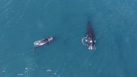 baby whale breathes and starts spinning around next to the mother - aerial birdseye shot