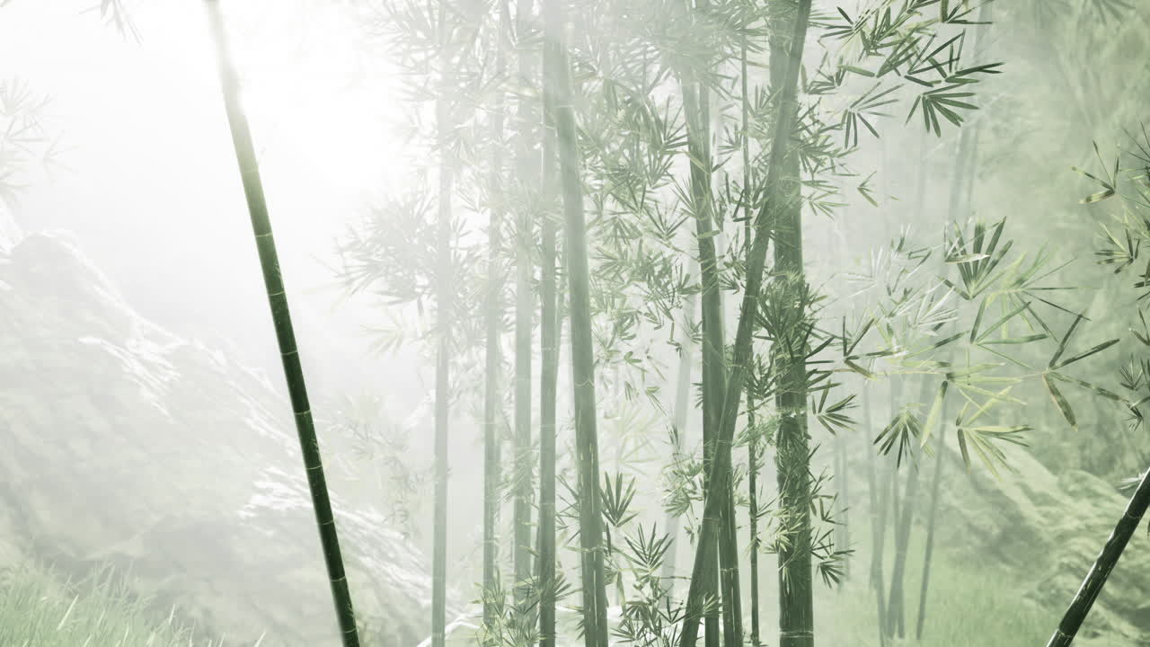 bambú verde en la niebla con tallos y hojas