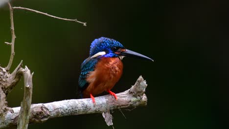 el martín pescador de orejas azules es un pequeño martín pescador que se encuentra en tailandia y es buscado por los fotógrafos de aves debido a sus hermosas orejas azules, ya que es una pequeña, linda y esponjosa bola de plumas azules de un pájaro