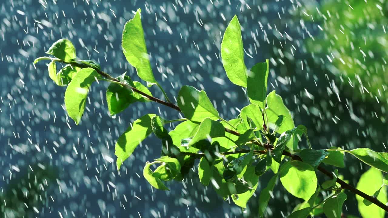 drops of water are falling on the leaves of the plant in the garden in the summer. Slow motion