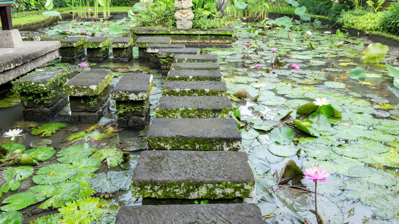 timelpase of a peaceful lotus pond in bali