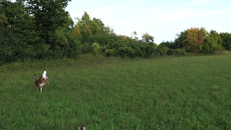 Weißwedelhirsche-Rennen-Und-Springen-In-Den-Wald,-Super-Slomo-Antenne