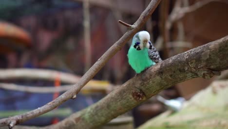 a cyan color lovebird standing and itching on the branch