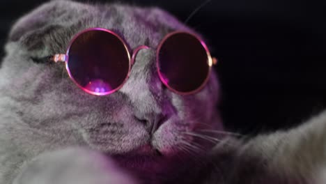 a luxurious domestic cat in glasses poses on a black background a luxurious domestic cat in glasses poses on a black background studio neon light