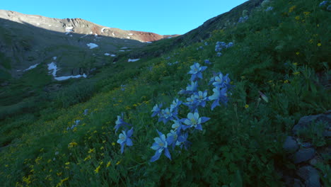 Filmischer-Zeitlupenschwenk,-Linke-Brise,-Akelei,-Bunte-Wildblume,-Letzter-Sonnenuntergang,-Goldene-Stunde,-Licht,-Eis,-Seebecken,-Silverton-Telluride,-Ouray,-Ausgangspunkt,-Spitze-Des-Schnees,-Geschmolzener-Gipfel,-Rocky-Mountains,-Landschaft