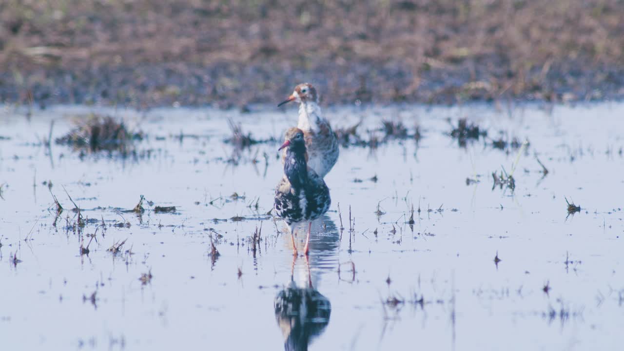 Ruff in flooded wetlands during spring migration and lek place