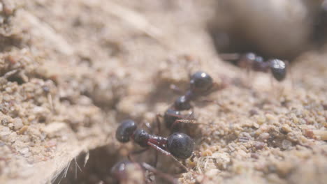 Close-up-footage-of-ants