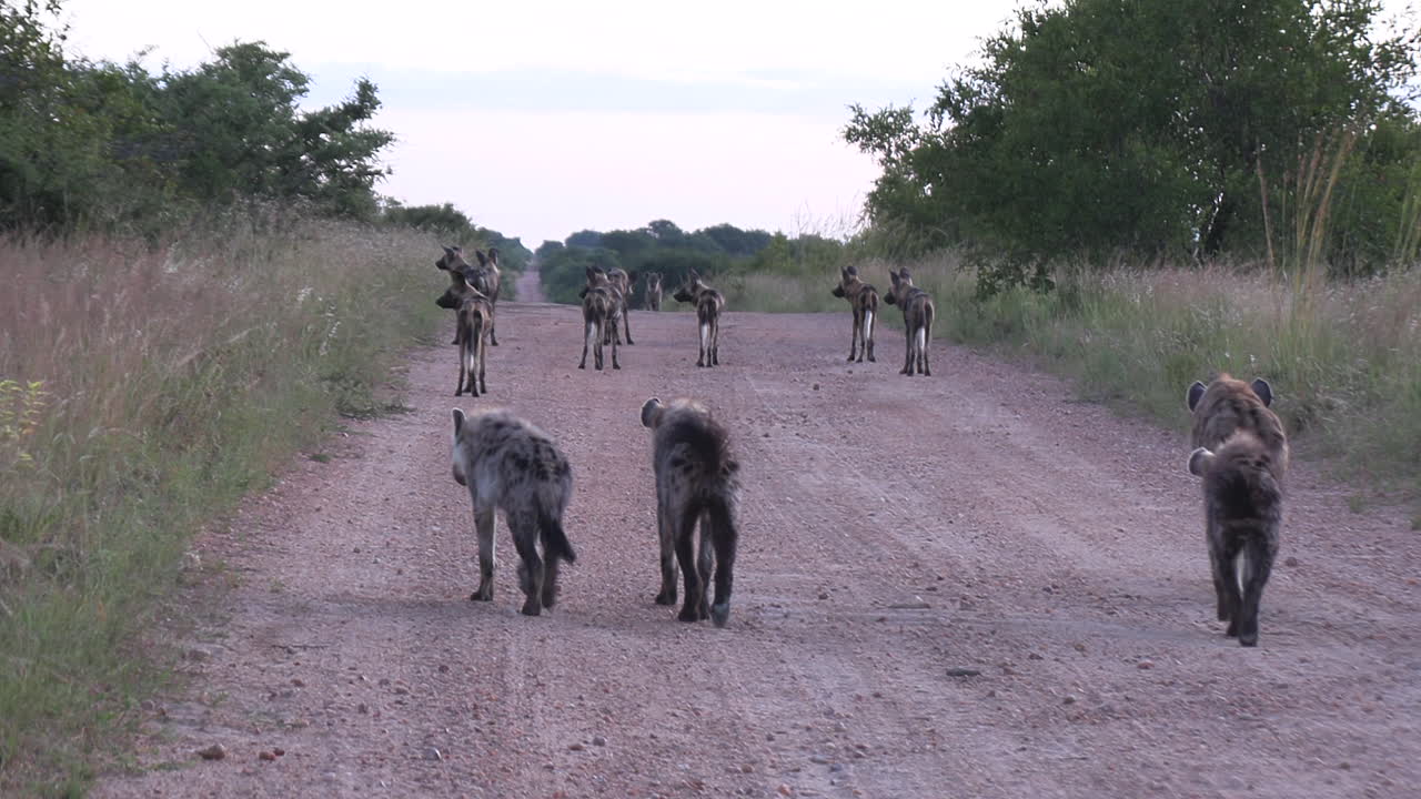 야생 개 들 의  ⁇  이 야생 동물 공원 의  ⁇  도로 를 따라 하이에나 들 에 의해 추적 된다