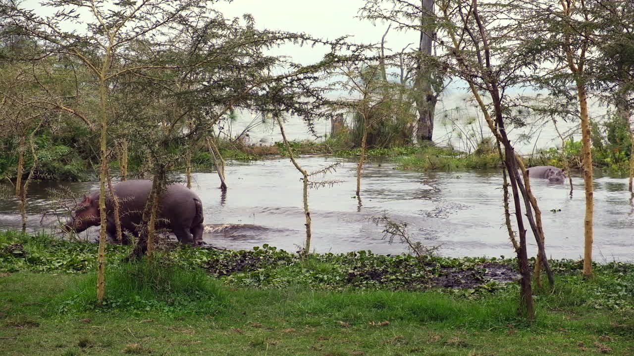 Hippopotamuses in a Lake in Africa
