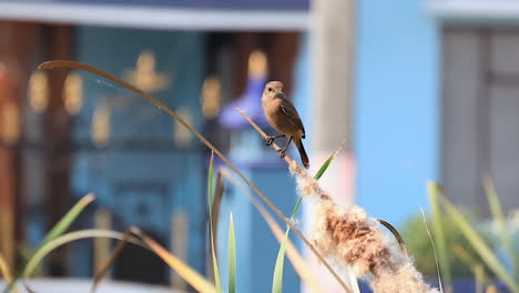 Closeup-of-Pied-Bush-Chat--in-the-wild