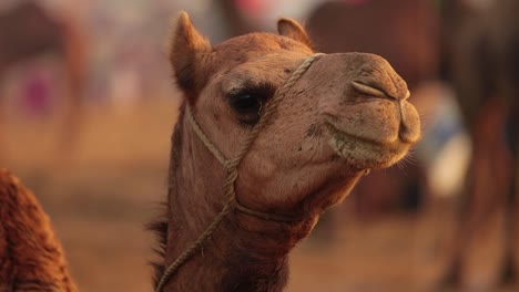 camels in slow motion at the pushkar fair, also called the pushkar camel fair or locally as kartik mela is an annual multi-day livestock fair and cultural held in the town of pushkar rajasthan, india.