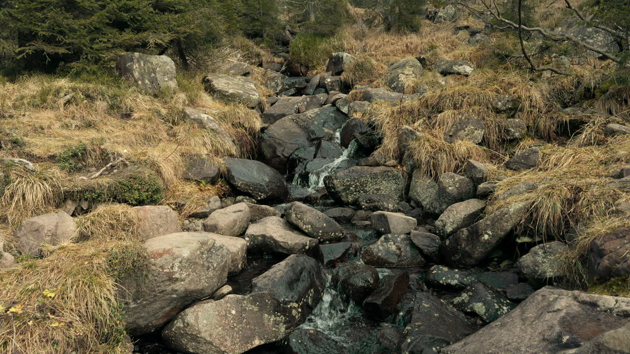 Mountain Stream in Forest