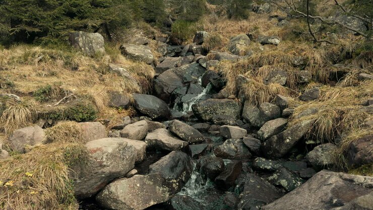 Mountain Stream in Forest