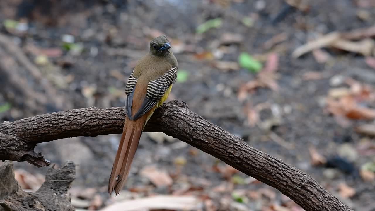 el trogón de pecho naranja es un ave confiada de tamaño mediano que se encuentra en tailandia