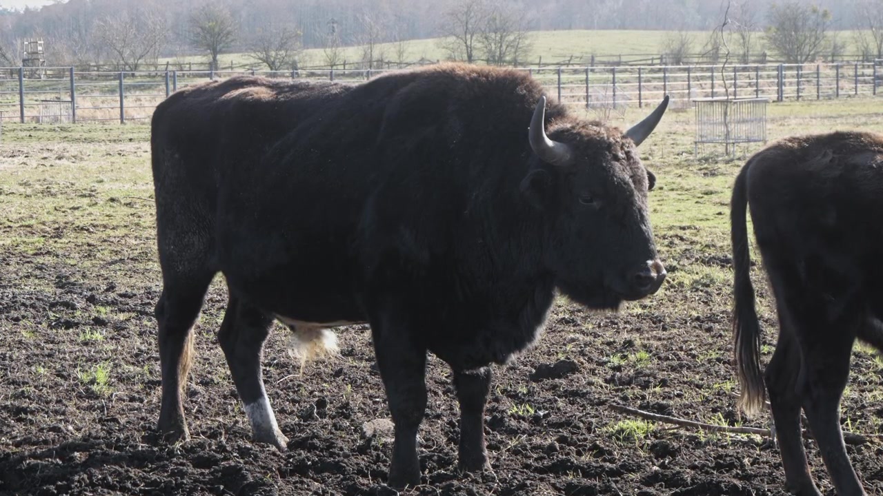 Una vista laterale di uno żubroń, un ibrido tra un bisonte europeo e bovini domestici, in piedi in un pascolo illuminato dal sole con uno sfondo rurale. La corporatura muscolosa e il folto manto dell'animale ne evidenziano la forza