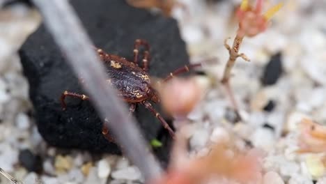 garrapata canguro corriendo por el suelo. macro 120fps