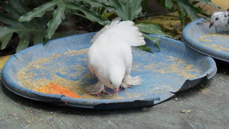 white fantail pigeons peck at bird seed on blue plastic dishes on sidewalk