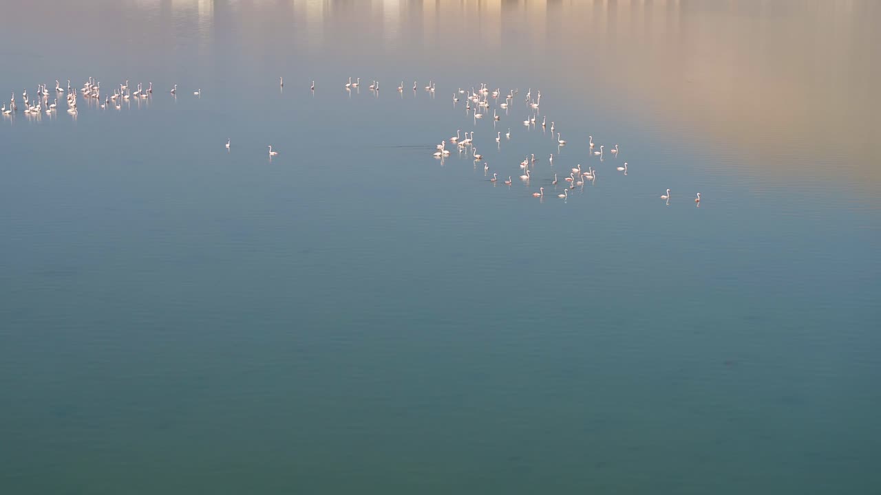 un avión volando sobre un lago con manglares de flamencos salvajes, antes de volar en la distancia