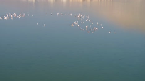 an aerial swopping down over a lake with mangroves of wild flamingos, before they fly off into the distance