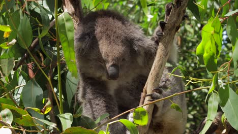 koala durmiendo sentado en un árbol