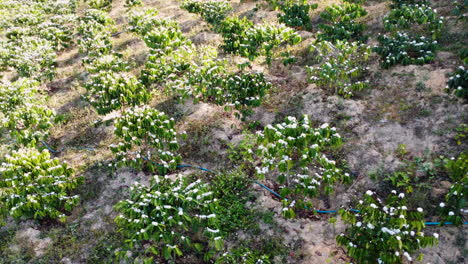 high angle shot of blooming white flowers of coffee plantation along the hill slope while on a trip to tanang, vietnam