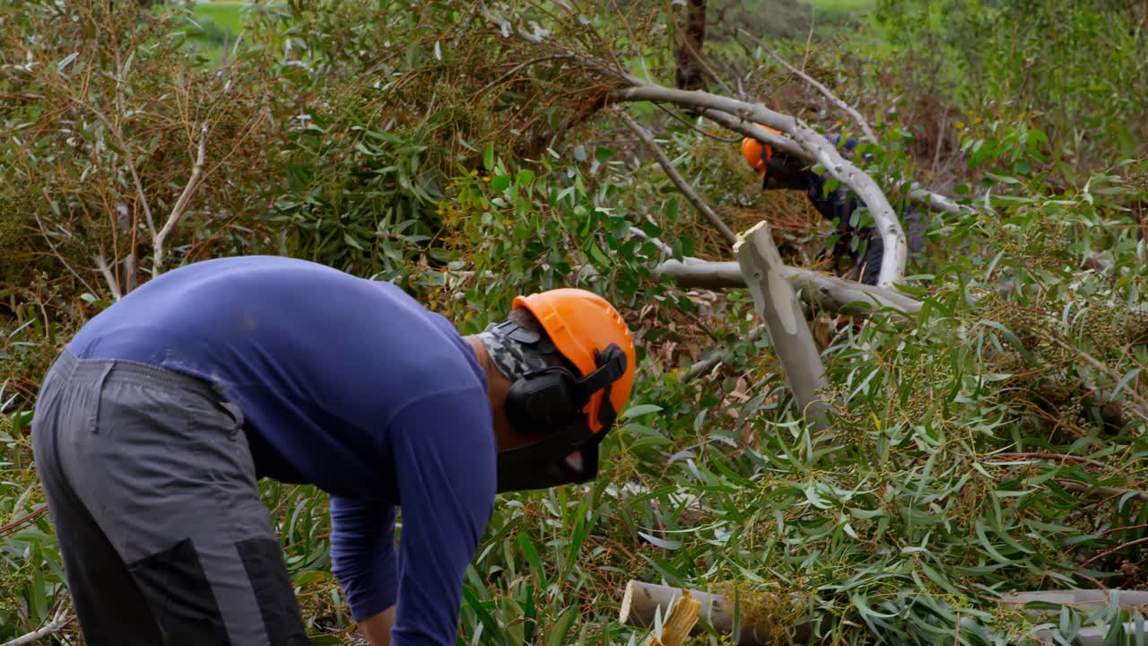 leñadores cortando ramas de árboles en el bosque 4k
