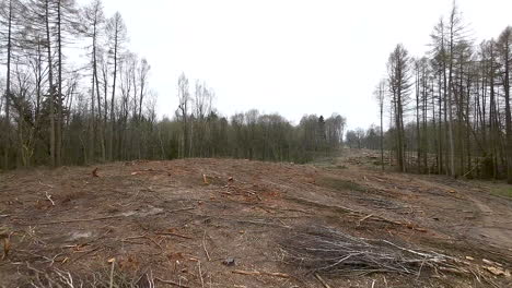 remains of cutting, and logging waste in deciduous forest