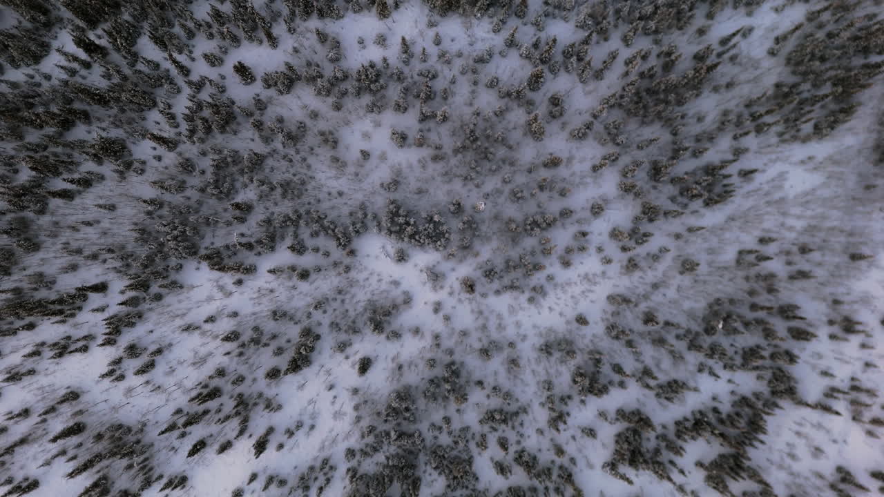 Ibex Valley in Yukon, Canada, covered in deep snow and sub-zero temperatures. This descending aerial drone shot captures snow-covered fir trees and the pristine winter landscape.