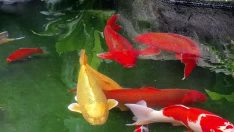 koi fish in a pond