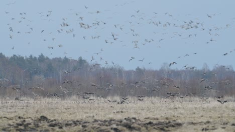 Geese-flock-during-spring-migration-in-early-morning-dusk-feeding-and-flying-on-the-field