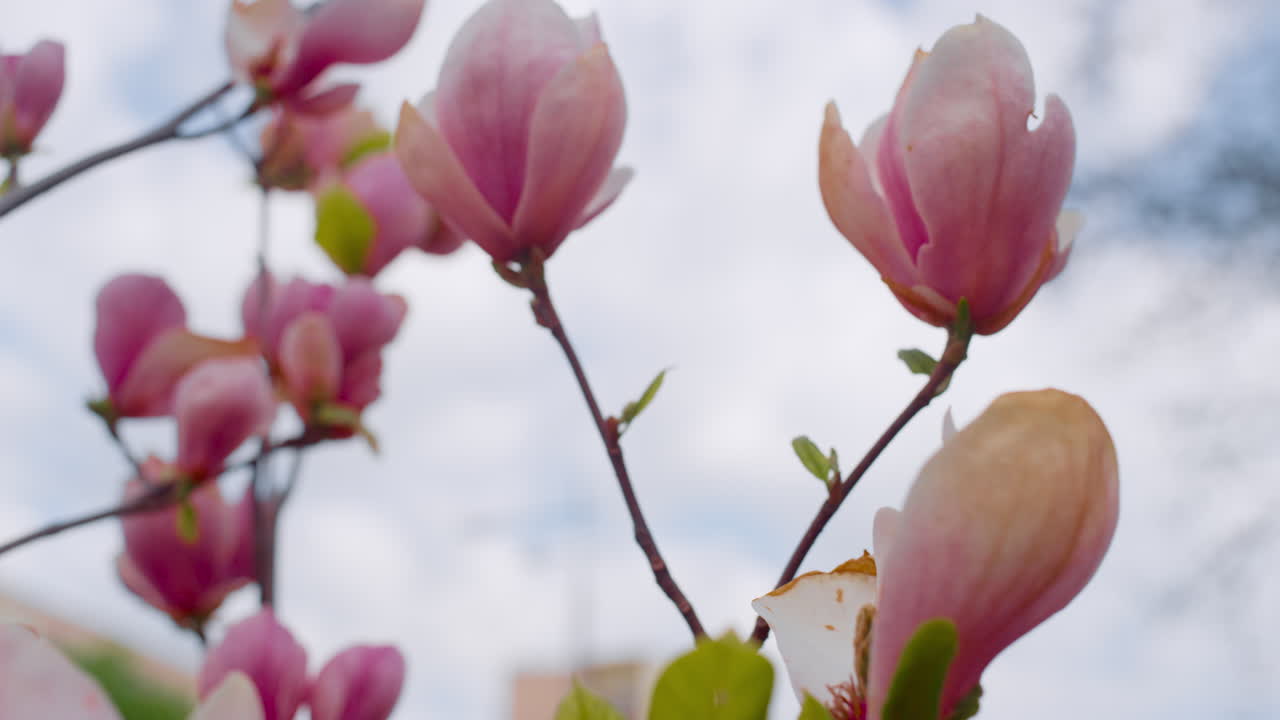 flores rosadas vívidas floreciendo contra el cielo nublado azul de la mañana. fondo de la naturaleza