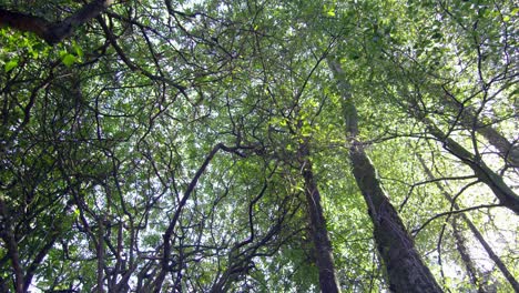 cámara mirando hacia arriba a los árboles altos en un bosque