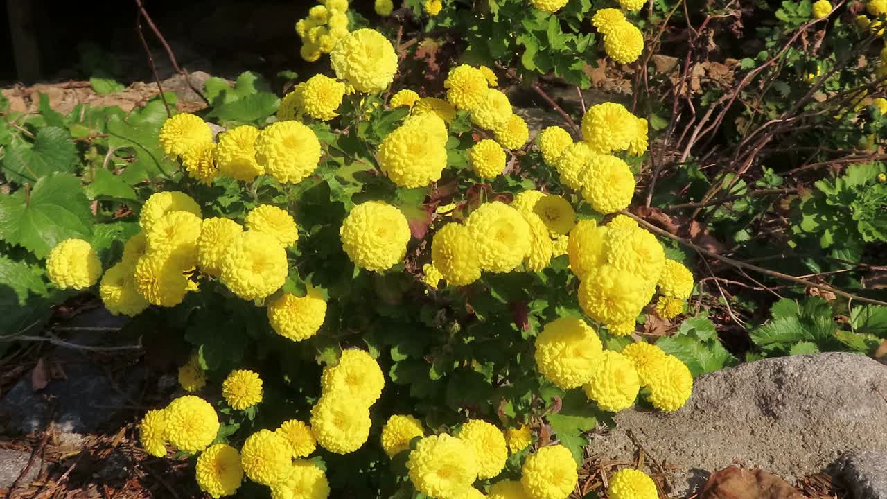 Small chrysanthemums