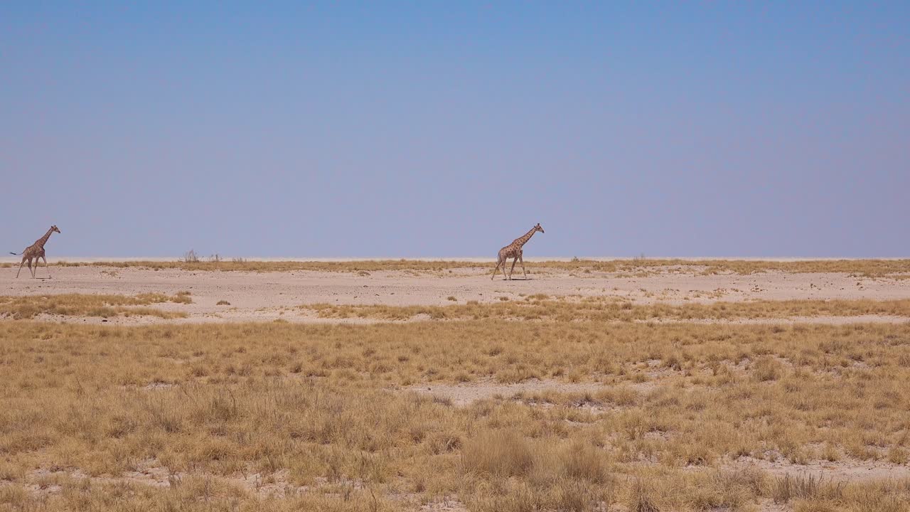 dos jirafas caminan a través de un paisaje seco en el parque nacional de etosha namibia