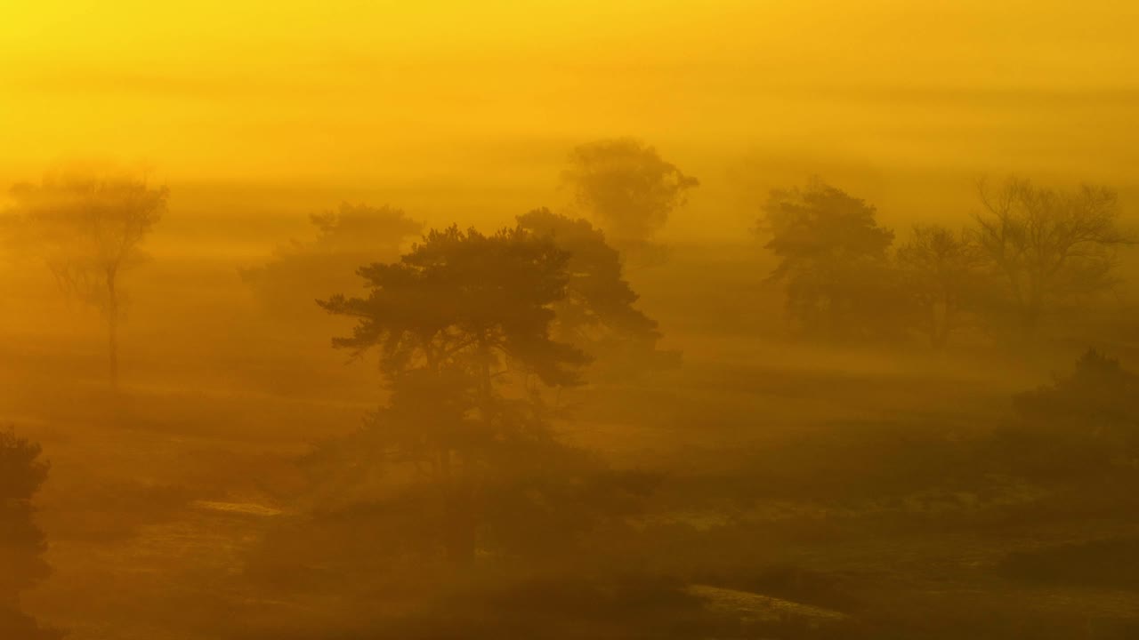해가 뜨면 금빛 안개로 뒤인 숲