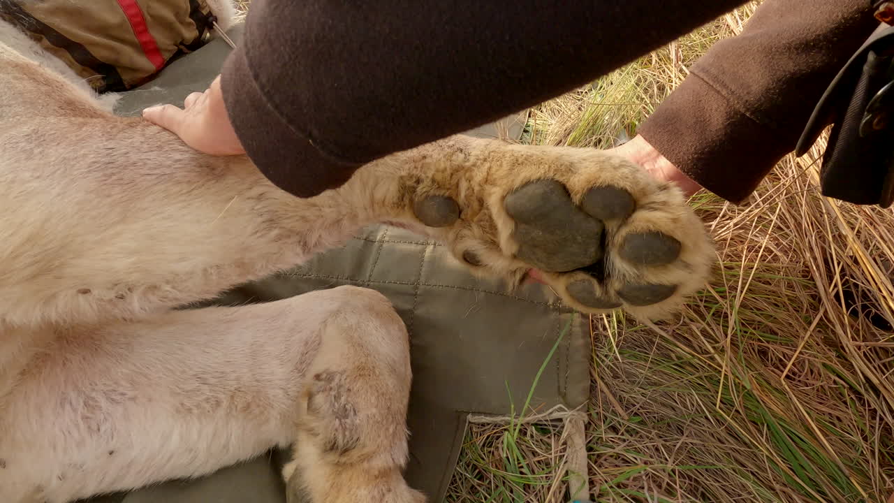 수의학자들은 아프리카의 야생에서 이동하는 동안 암사을 진정시켰습니다.