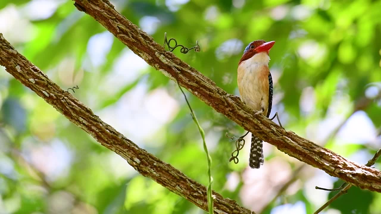un martín pescador de árboles y una de las aves más hermosas que se encuentran en tailandia dentro de las selvas tropicales
